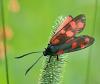 Zygaena sp.
